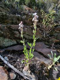 Fotografia da espécie Silene gallica