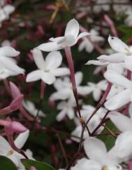 Jasminum polyanthum