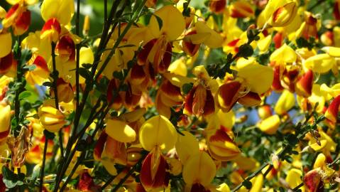 Fotografia da espécie Cytisus scoparius subesp. scoparius