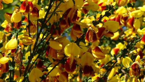 Fotografia da espécie Cytisus scoparius subesp. scoparius