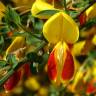 Fotografia 17 da espécie Cytisus scoparius subesp. scoparius do Jardim Botânico UTAD