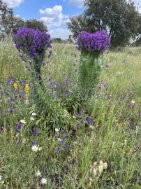 Fotografia da espécie Echium vulgare subesp. vulgare