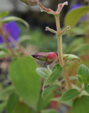 Fotografia 4 da espécie Pleroma urvilleanum no Jardim Botânico UTAD