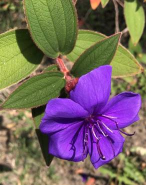 Fotografia 9 da espécie Pleroma urvilleanum no Jardim Botânico UTAD