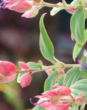 Fotografia 10 da espécie Pleroma urvilleanum no Jardim Botânico UTAD