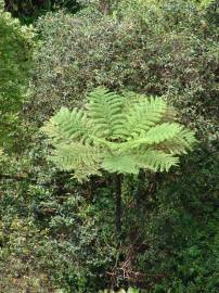 Fotografia da espécie Sphaeropteris cooperi