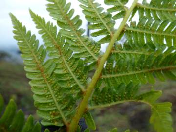 Fotografia da espécie Sphaeropteris cooperi