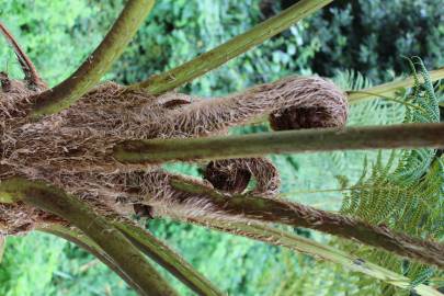 Fotografia da espécie Sphaeropteris cooperi