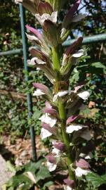 Fotografia da espécie Acanthus mollis