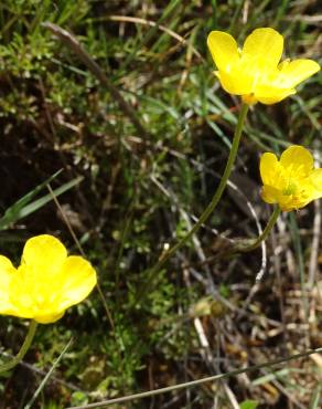 Fotografia 16 da espécie Ranunculus paludosus no Jardim Botânico UTAD