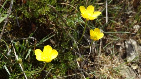 Fotografia da espécie Ranunculus paludosus