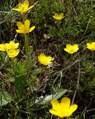 Fotografia de capa Ranunculus paludosus - do Jardim Botânico