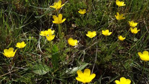 Fotografia da espécie Ranunculus paludosus