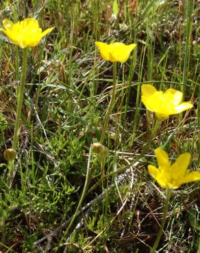 Fotografia 17 da espécie Ranunculus paludosus no Jardim Botânico UTAD