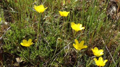 Fotografia da espécie Ranunculus paludosus