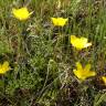 Fotografia 17 da espécie Ranunculus paludosus do Jardim Botânico UTAD