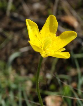 Fotografia 18 da espécie Ranunculus paludosus no Jardim Botânico UTAD