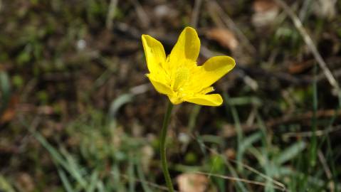 Fotografia da espécie Ranunculus paludosus