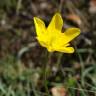 Fotografia 18 da espécie Ranunculus paludosus do Jardim Botânico UTAD