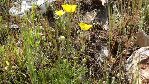 Fotografia da espécie Ranunculus paludosus