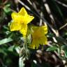 Fotografia 4 da espécie Helianthemum apenninum subesp. stoechadifolium do Jardim Botânico UTAD