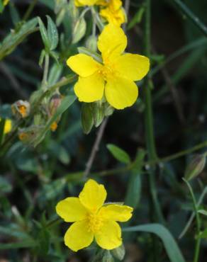 Fotografia 5 da espécie Helianthemum apenninum subesp. stoechadifolium no Jardim Botânico UTAD