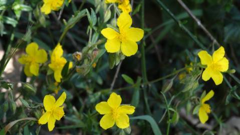 Fotografia da espécie Helianthemum apenninum subesp. stoechadifolium