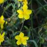 Fotografia 5 da espécie Helianthemum apenninum subesp. stoechadifolium do Jardim Botânico UTAD