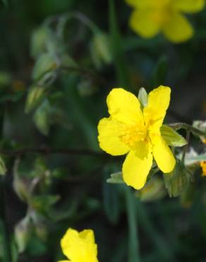 Fotografia 6 da espécie Helianthemum apenninum subesp. stoechadifolium no Jardim Botânico UTAD