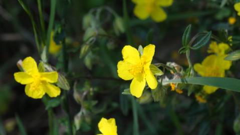 Fotografia da espécie Helianthemum apenninum subesp. stoechadifolium