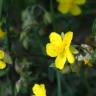 Fotografia 6 da espécie Helianthemum apenninum subesp. stoechadifolium do Jardim Botânico UTAD