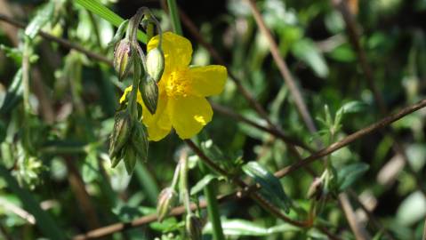 Fotografia da espécie Helianthemum apenninum subesp. stoechadifolium