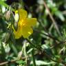 Fotografia 7 da espécie Helianthemum apenninum subesp. stoechadifolium do Jardim Botânico UTAD