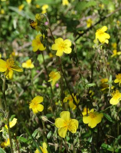 Fotografia de capa Helianthemum apenninum subesp. stoechadifolium - do Jardim Botânico