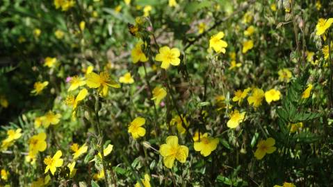 Fotografia da espécie Helianthemum apenninum subesp. stoechadifolium