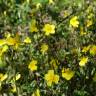 Fotografia 1 da espécie Helianthemum apenninum subesp. stoechadifolium do Jardim Botânico UTAD