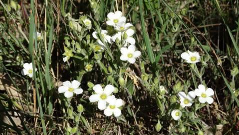 Fotografia da espécie Halimium umbellatum subesp. viscosum