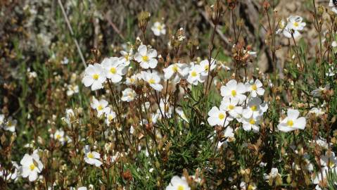 Fotografia da espécie Halimium umbellatum subesp. viscosum