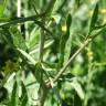 Fotografia 16 da espécie Sisymbrium officinale do Jardim Botânico UTAD