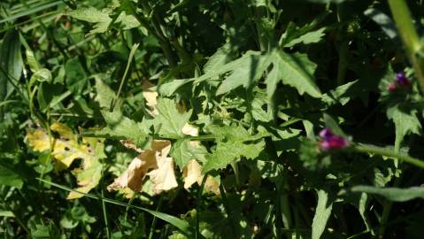 Fotografia da espécie Sisymbrium officinale