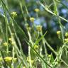 Fotografia 18 da espécie Sisymbrium officinale do Jardim Botânico UTAD