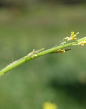 Fotografia 19 da espécie Sisymbrium officinale no Jardim Botânico UTAD