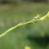 Fotografia 19 da espécie Sisymbrium officinale do Jardim Botânico UTAD