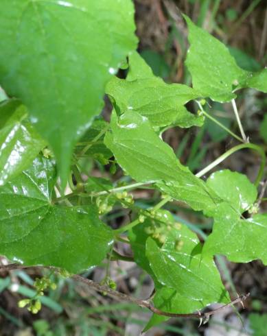 Fotografia de capa Dioscorea communis - do Jardim Botânico