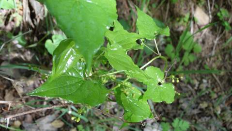 Fotografia da espécie Dioscorea communis