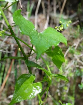 Fotografia 15 da espécie Dioscorea communis no Jardim Botânico UTAD