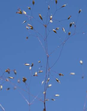 Fotografia 5 da espécie Molineriella laevis no Jardim Botânico UTAD