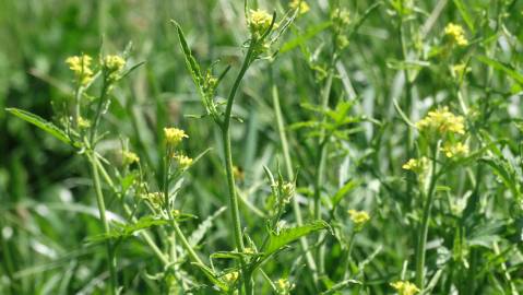 Fotografia da espécie Sisymbrium officinale
