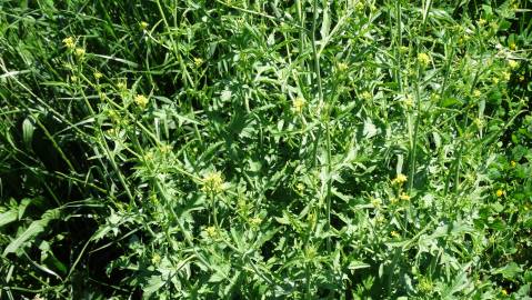 Fotografia da espécie Sisymbrium officinale