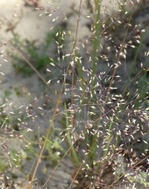 Fotografia 7 da espécie Molineriella laevis no Jardim Botânico UTAD